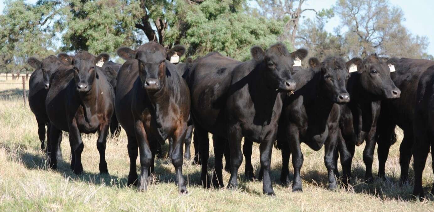 Immune ready guidelines