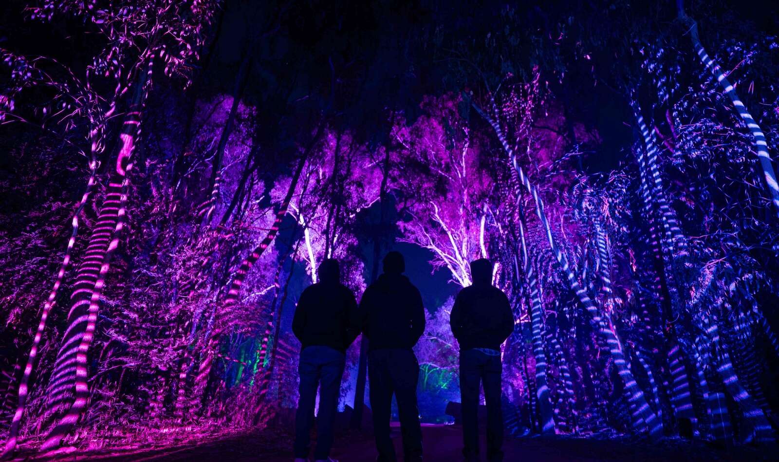 Experience the magic