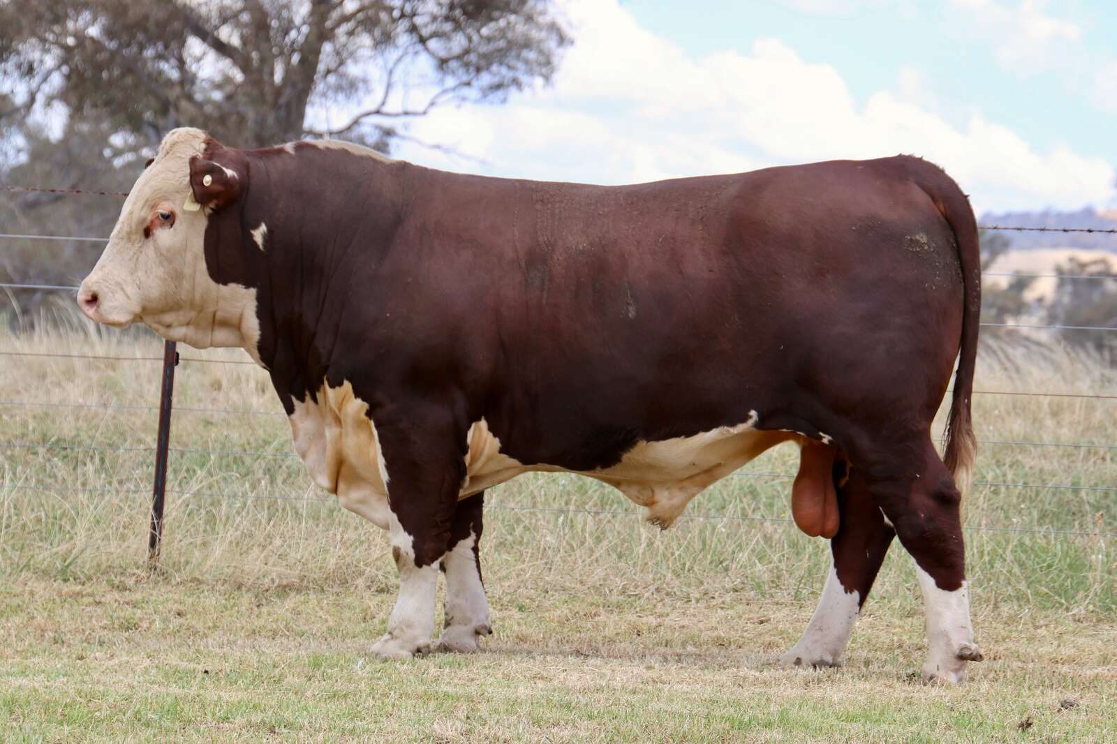 Glenellerslie’s prized bulls up for grabs | Campaspe News