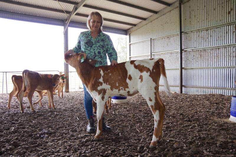 Giving calves their best start Shepparton News