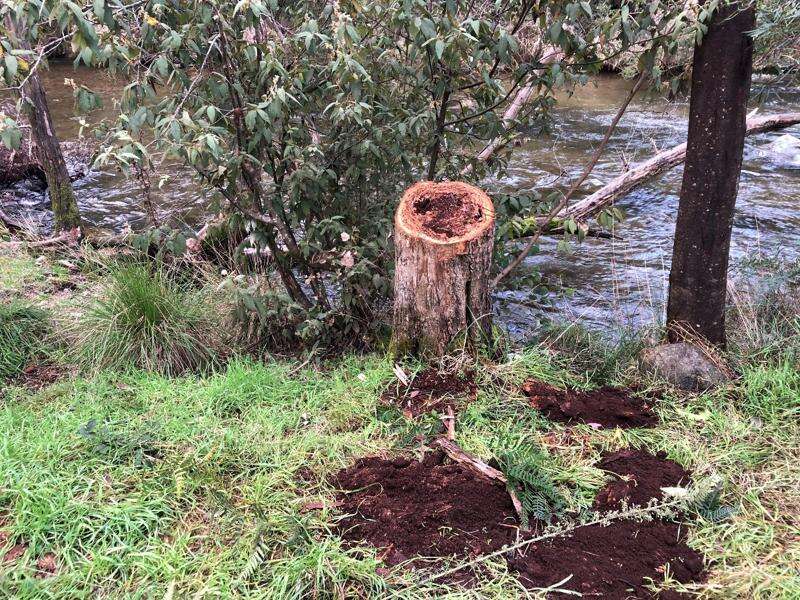 Illegal firewood collection on the rise Yarrawonga Chronicle