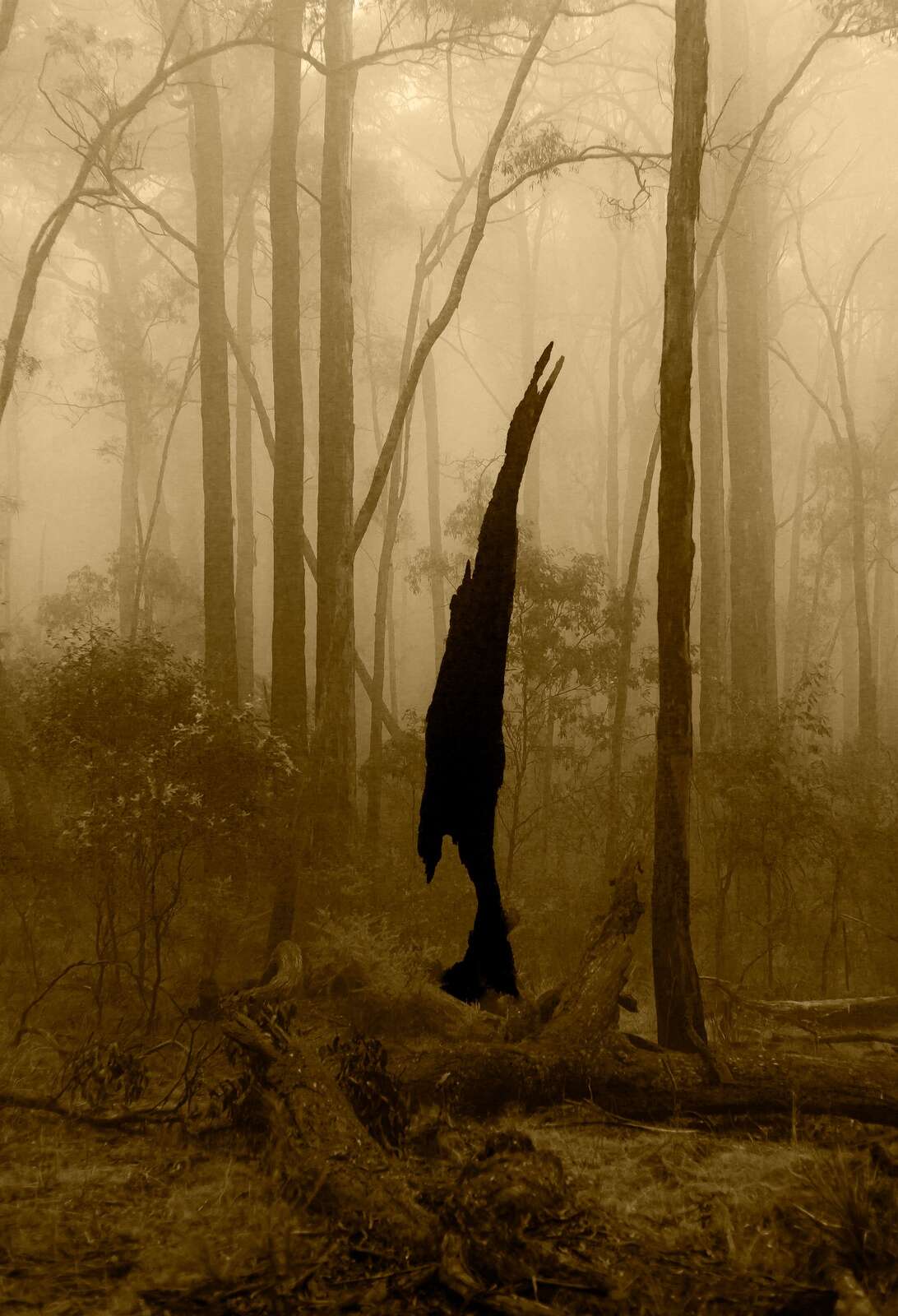 Artbox unveils stunning Strathbogie scenes