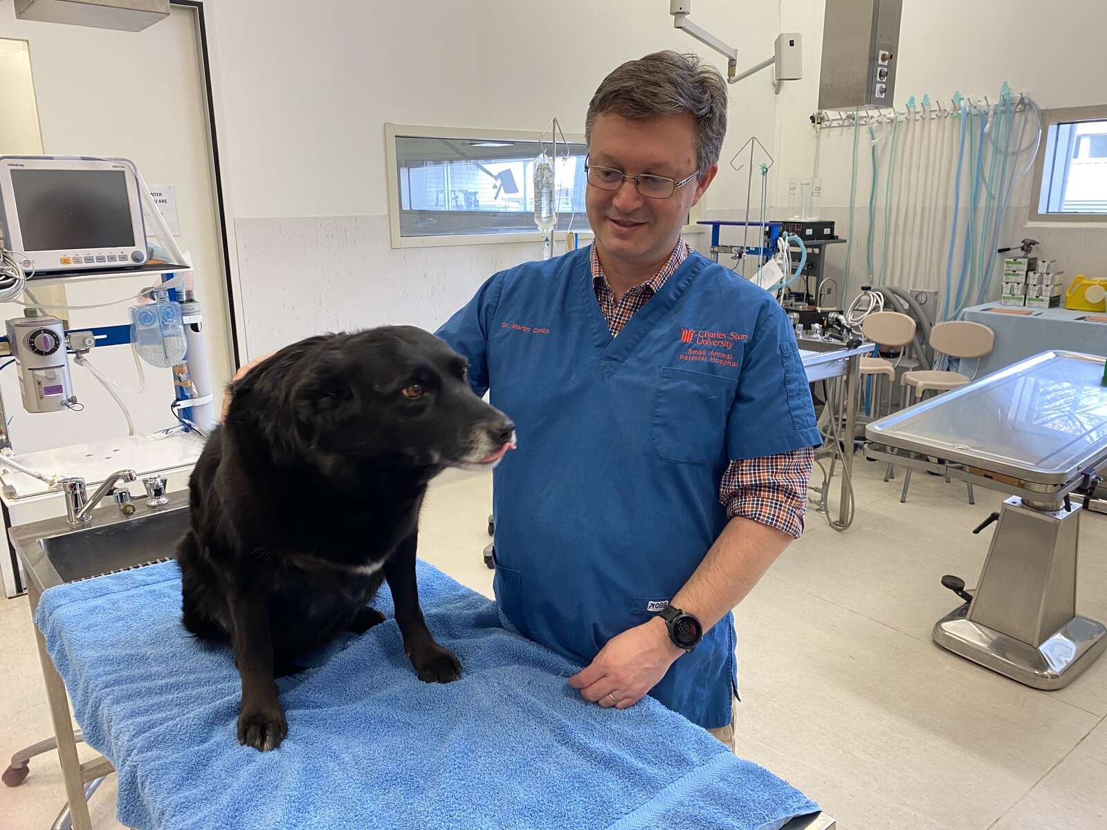 Tackling grass seed problems in dogs | Dairy News Australia - Grass Eating Dogs Need Medical Attention