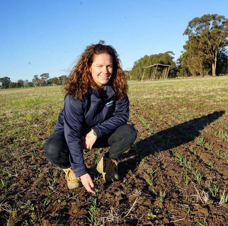 Fodder project to help Murray region farmers | Dairy News Australia