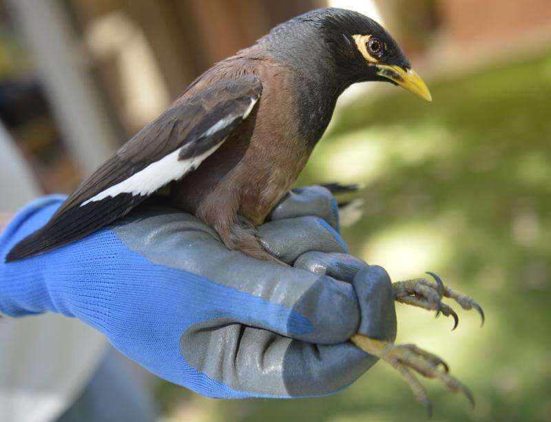 Stop the myna menace | Southern Riverina News