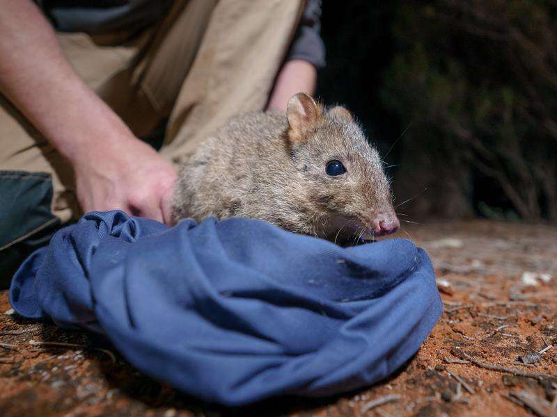 'Extinct' animals thriving in NSW parks Dairy News Australia