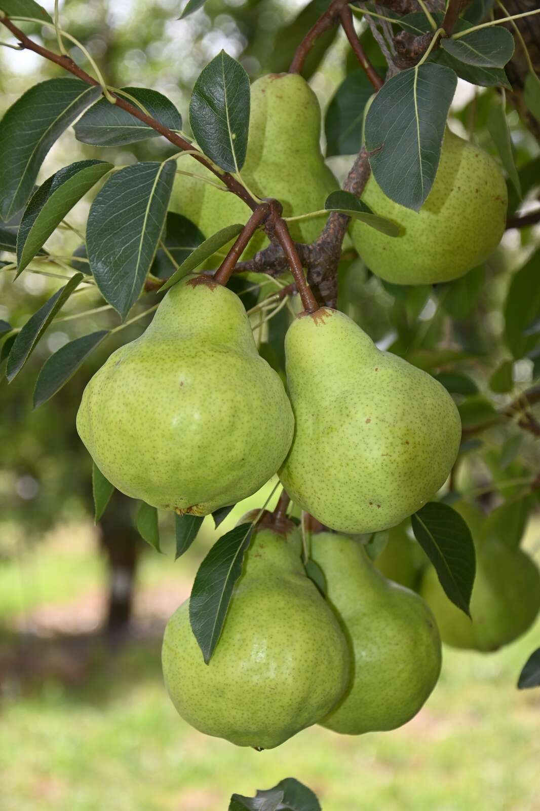 Applications for apple and pear exports to China and Thailand closing ...