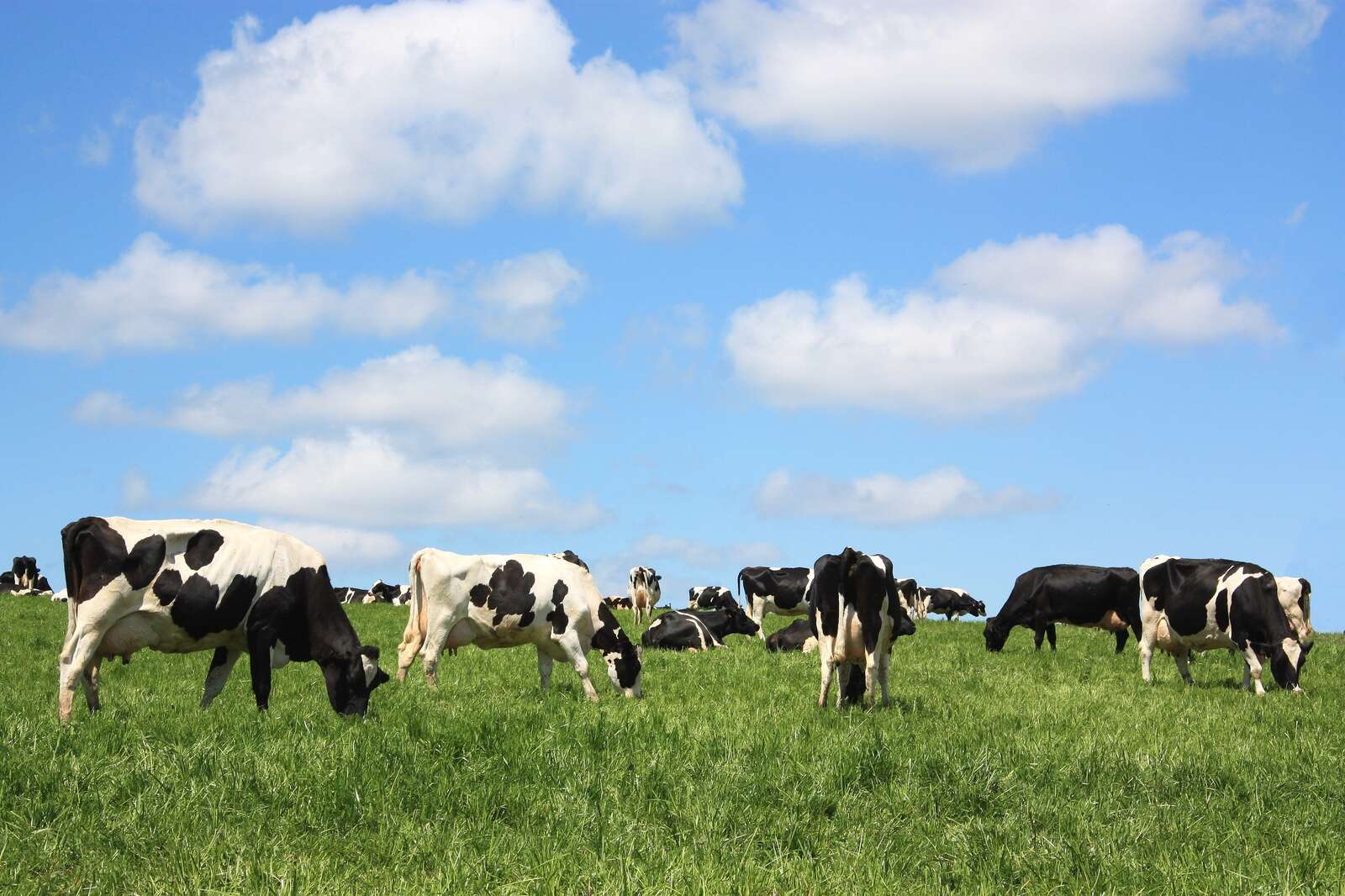 Housing hurdles in Victorian dairy regions