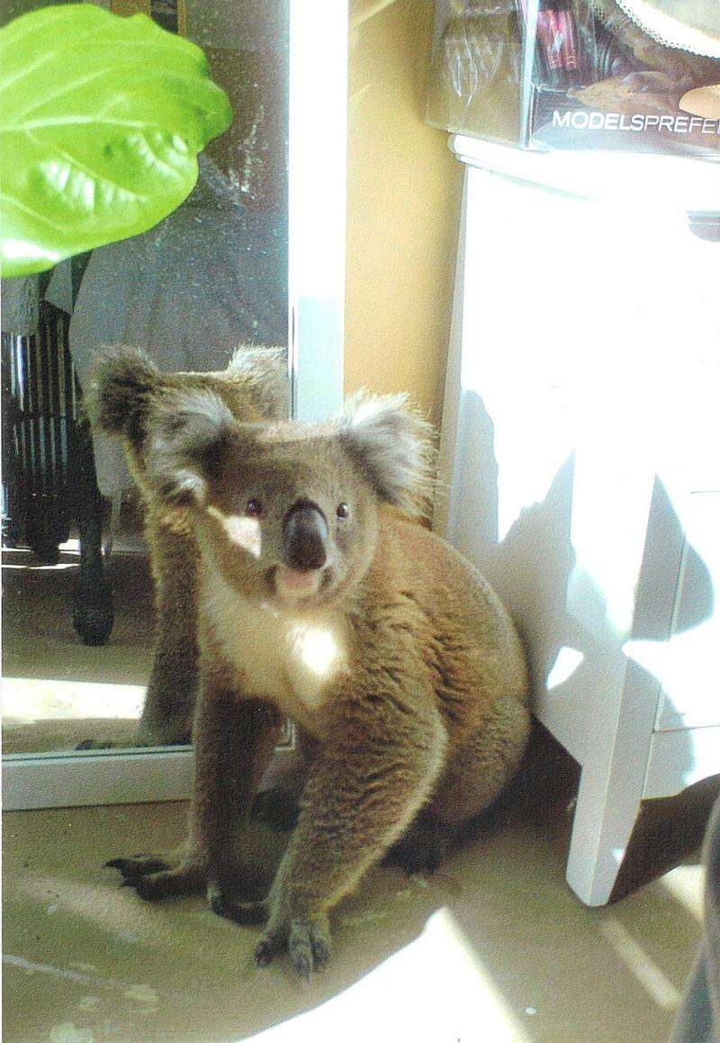 Koala comes calling | Benalla Ensign