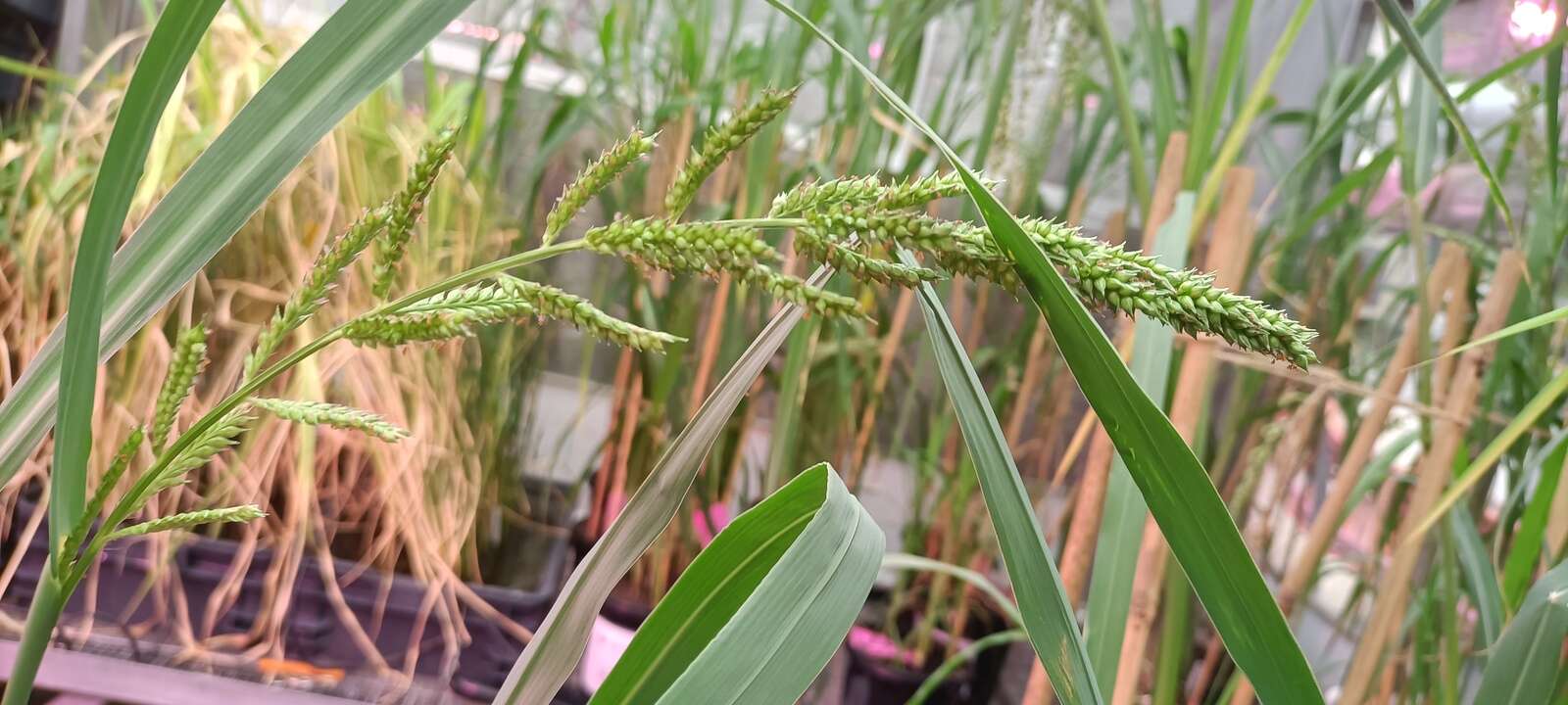 wild-grain-could-feed-the-world-dairy-news-australia