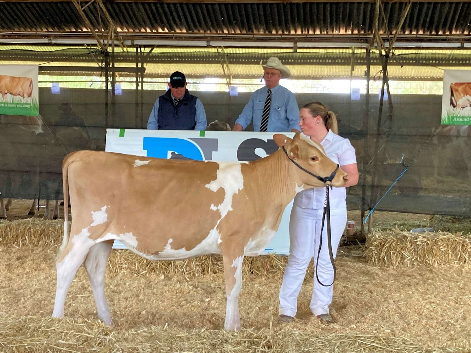 Guernsey sale sets new record Country News