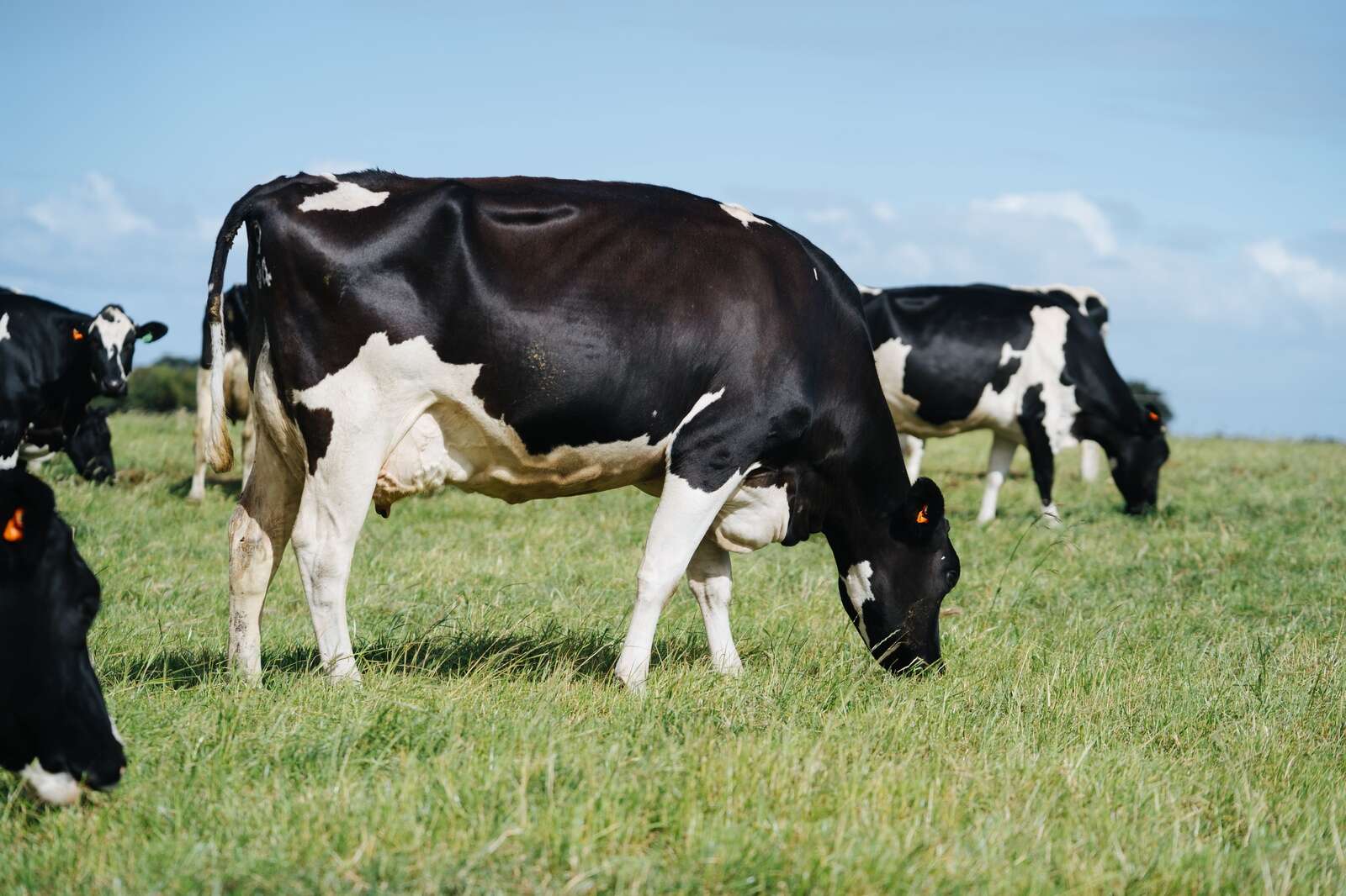 Make more moments matter Dairy News Australia