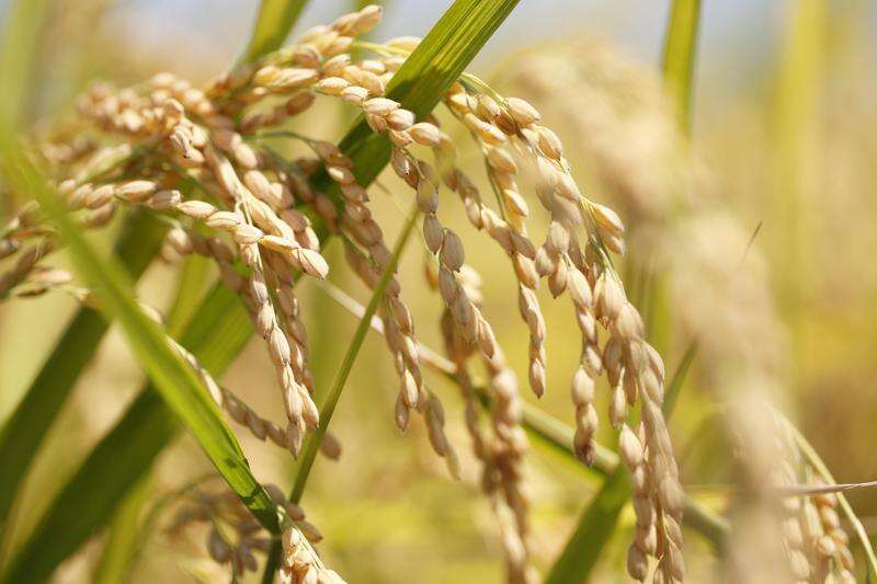 Rice revival | Shepparton News