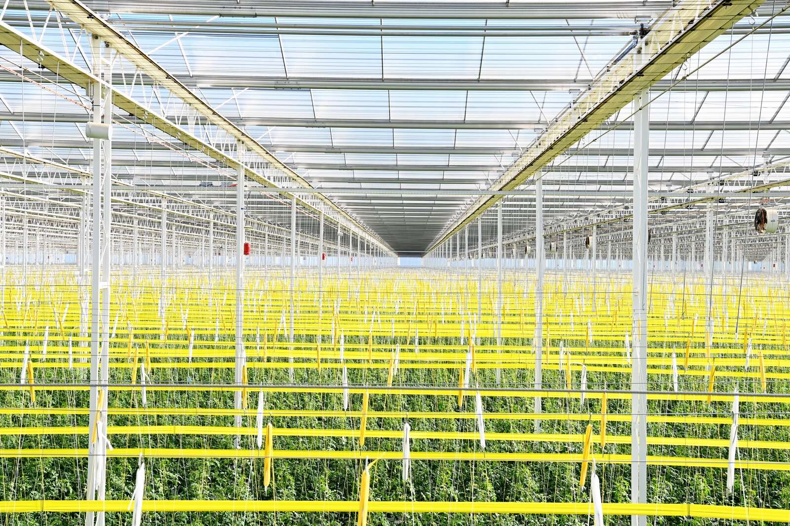 GV tomatoes in national charity drive Country News