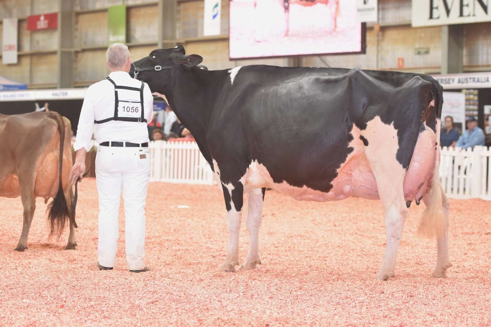 Champion cow changes hands | Dairy News Australia