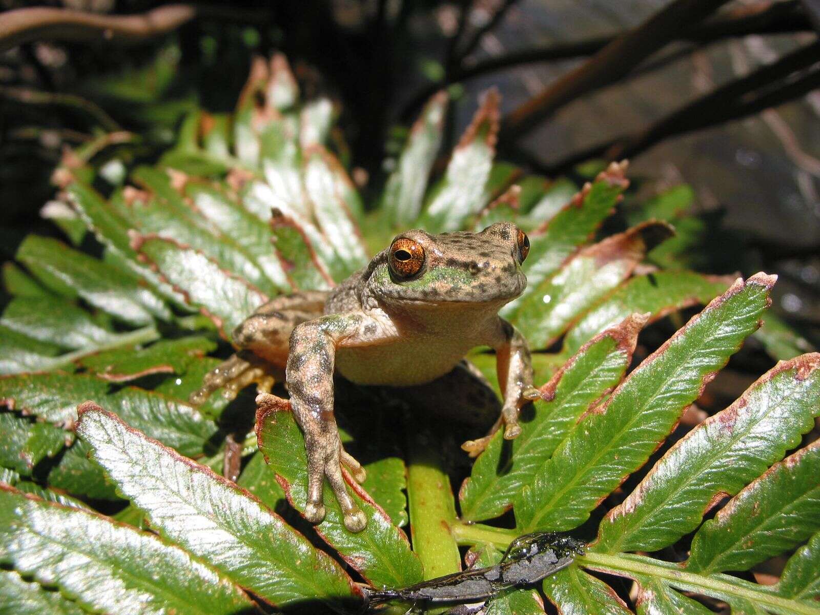 Spotted tree frog gets a fighting chance | Country News