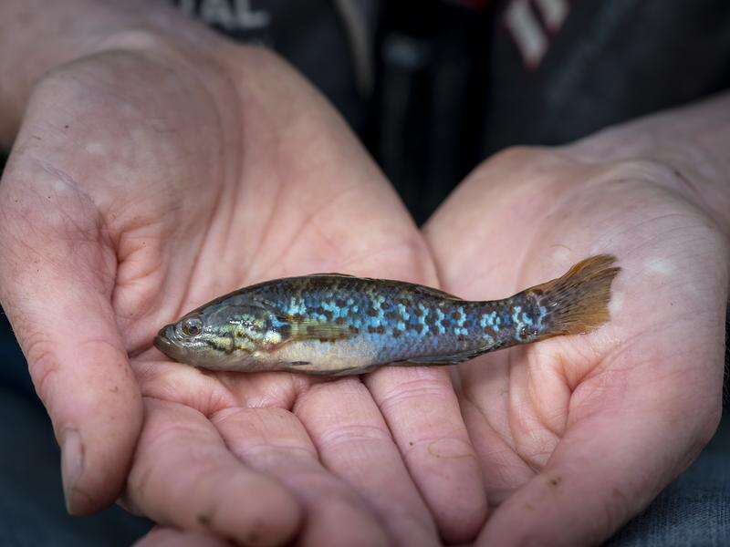 Once extinct 'zombie fish' comes back from the dead | Deniliquin ...