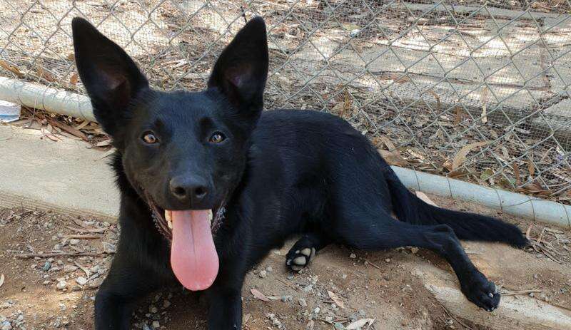 Black hotsell kelpie cross