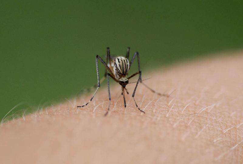 Murray Valley Encephalitis Detected In Parts Of Nsw Victoria Riverine Herald 6512