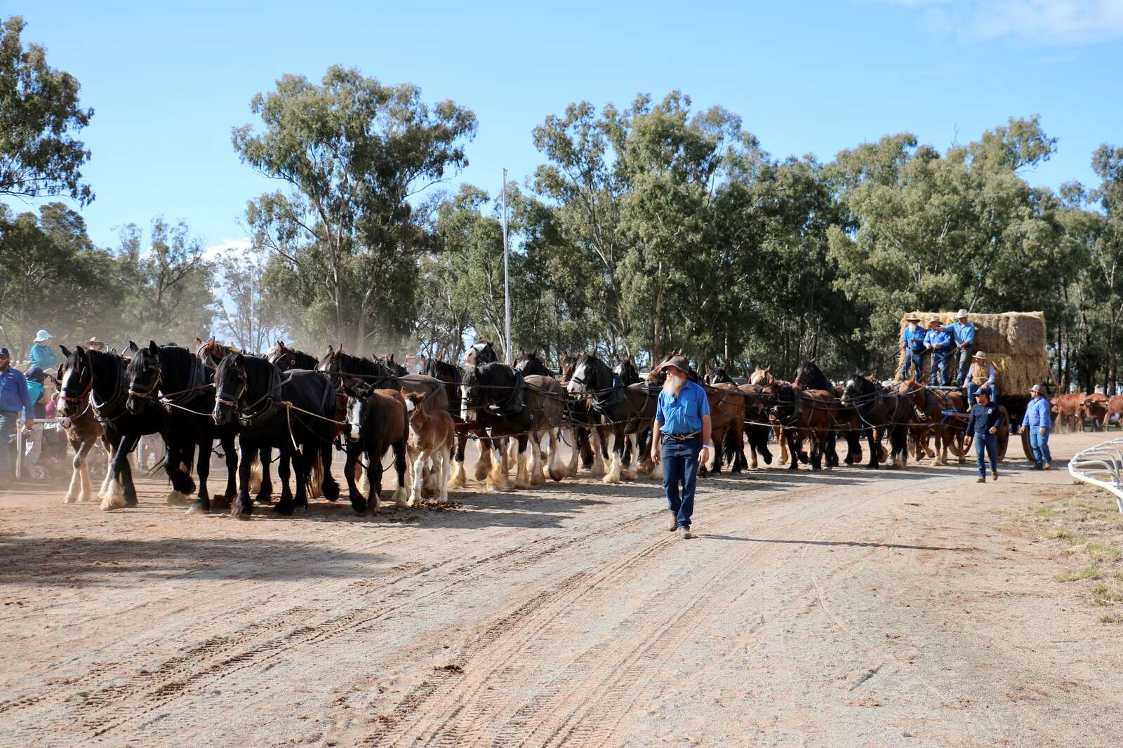 Festival has real pulling power | Country News