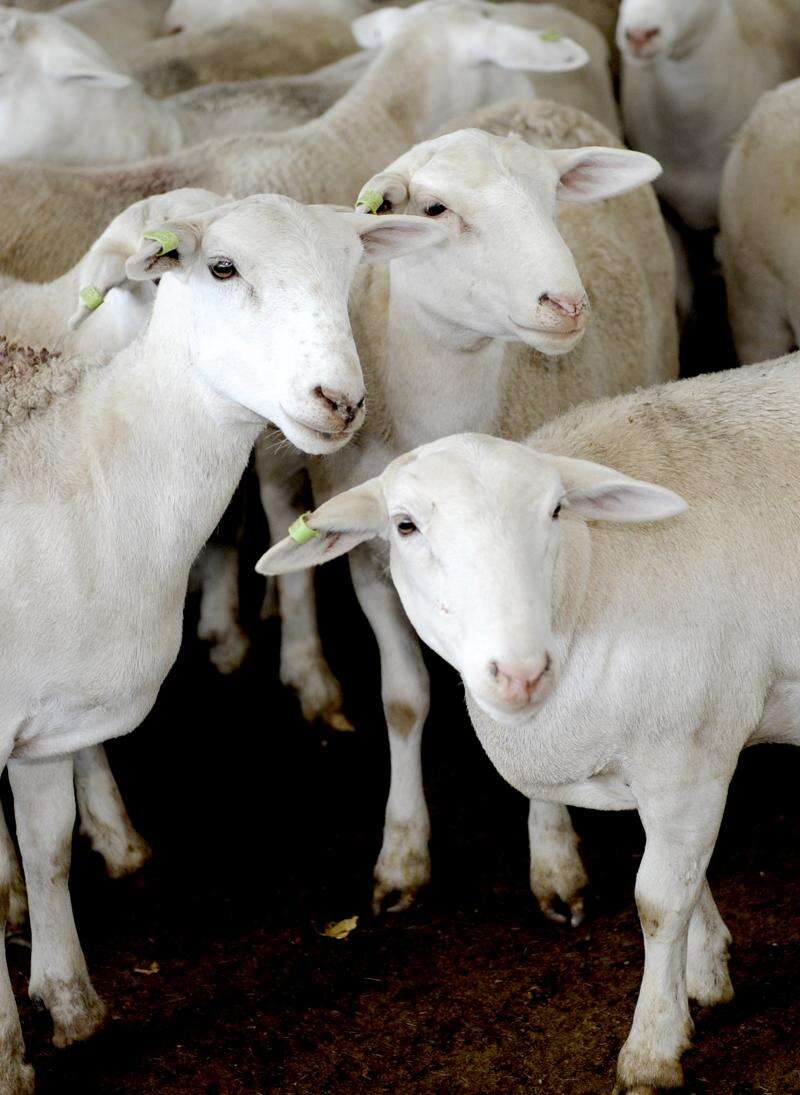 Sheep and lamb market in 2022 A year in review Country News