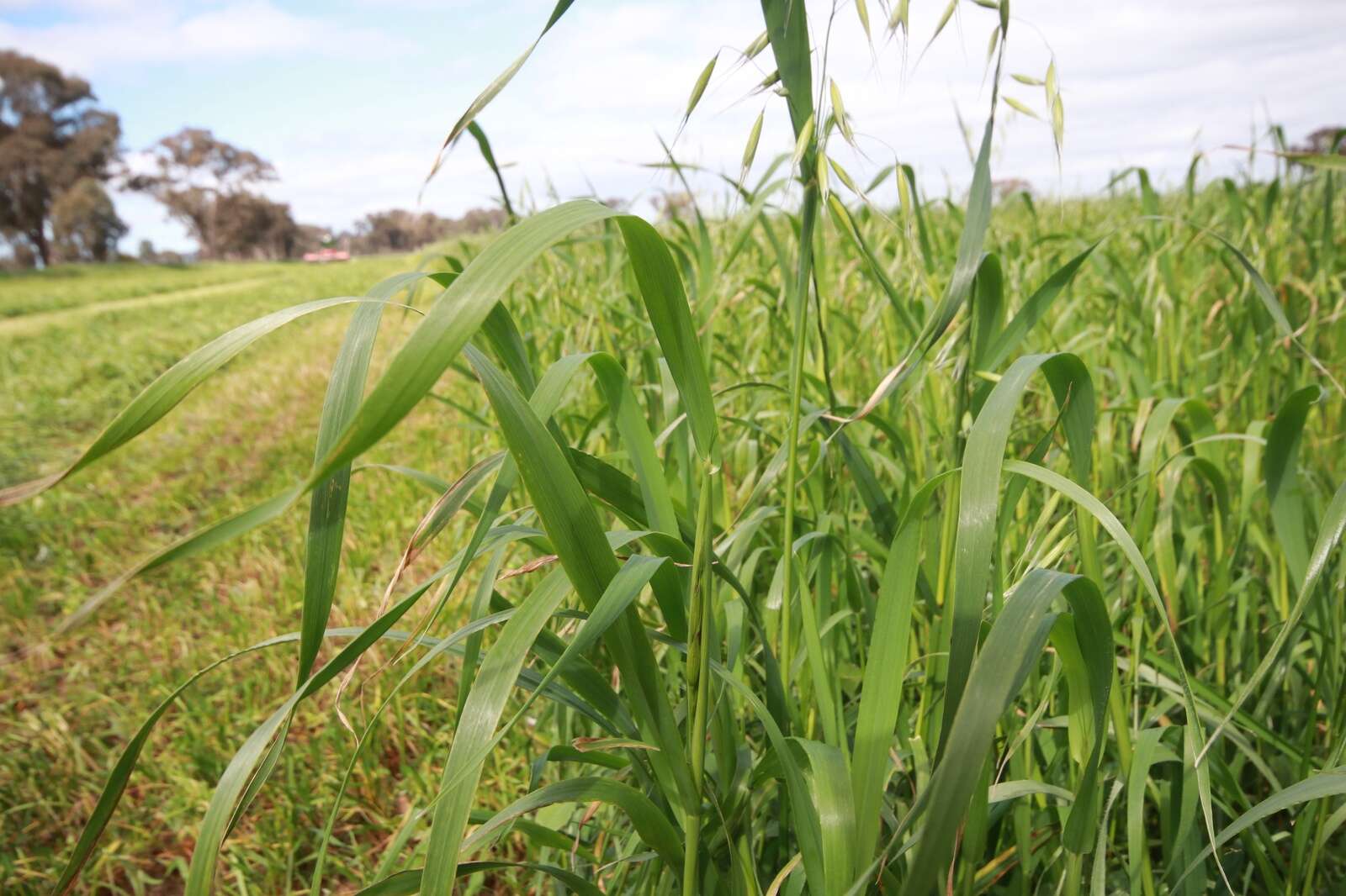 When to cut forage cereals for silage | Country News