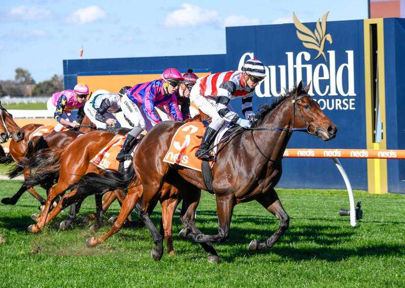 Payney's Punt Moonee Valley races preview Shepparton News