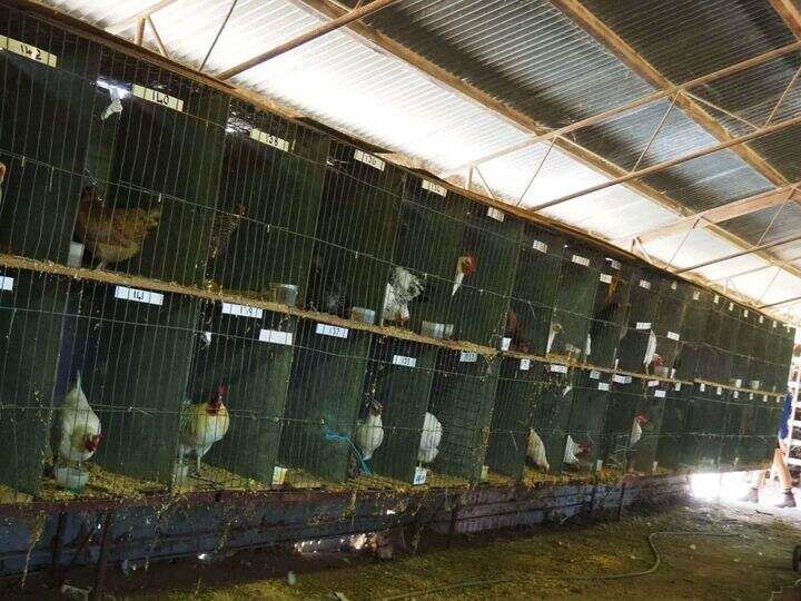 Live poultry auction in Nathalia Country News