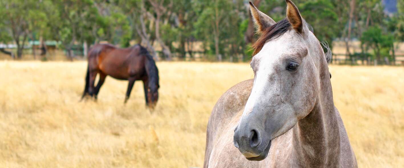 Horse expert and author to speak in Wangaratta Benalla Ensign