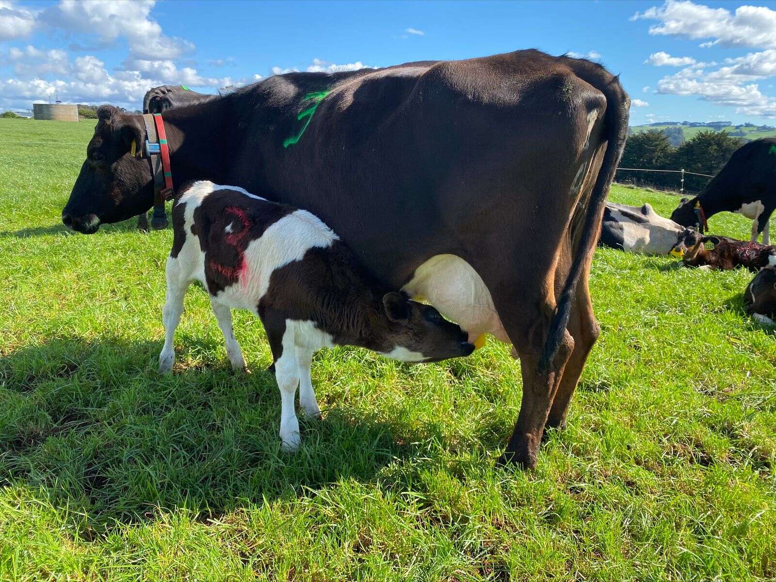 World-first calf rearing trial | Dairy News Australia