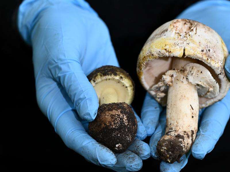 Homicide probe suspected mushroom poisoning in Victoria | Cobram Courier