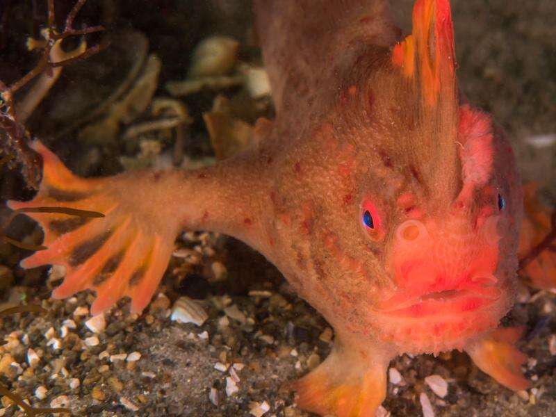 Urgent plan to save red handfish from extinction | Kyabram Free Press