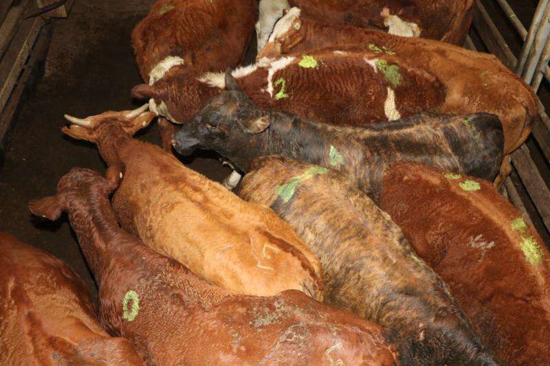 Historic highs for red meat | Campaspe News