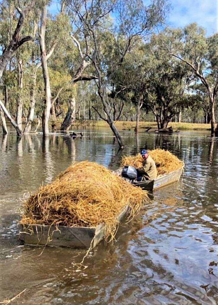 Sheep kept alive during flood Deniliquin Pastoral Times