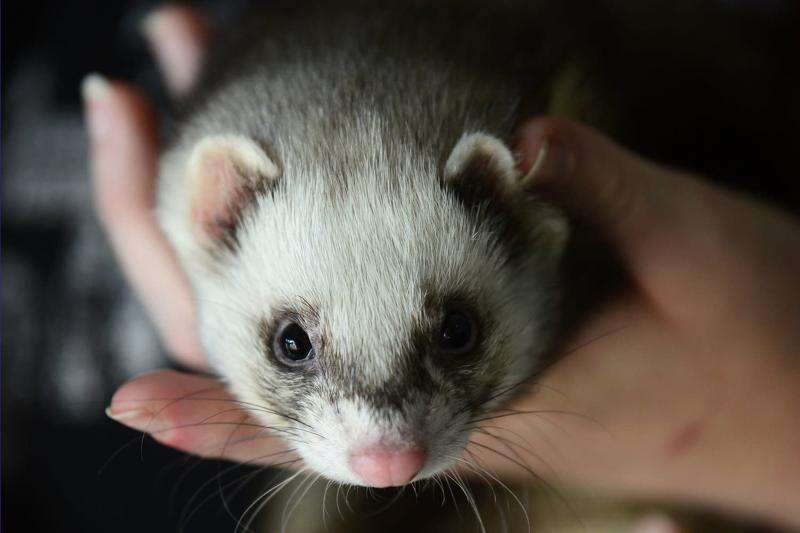 Pet ferret and cat love to play together Shepparton News