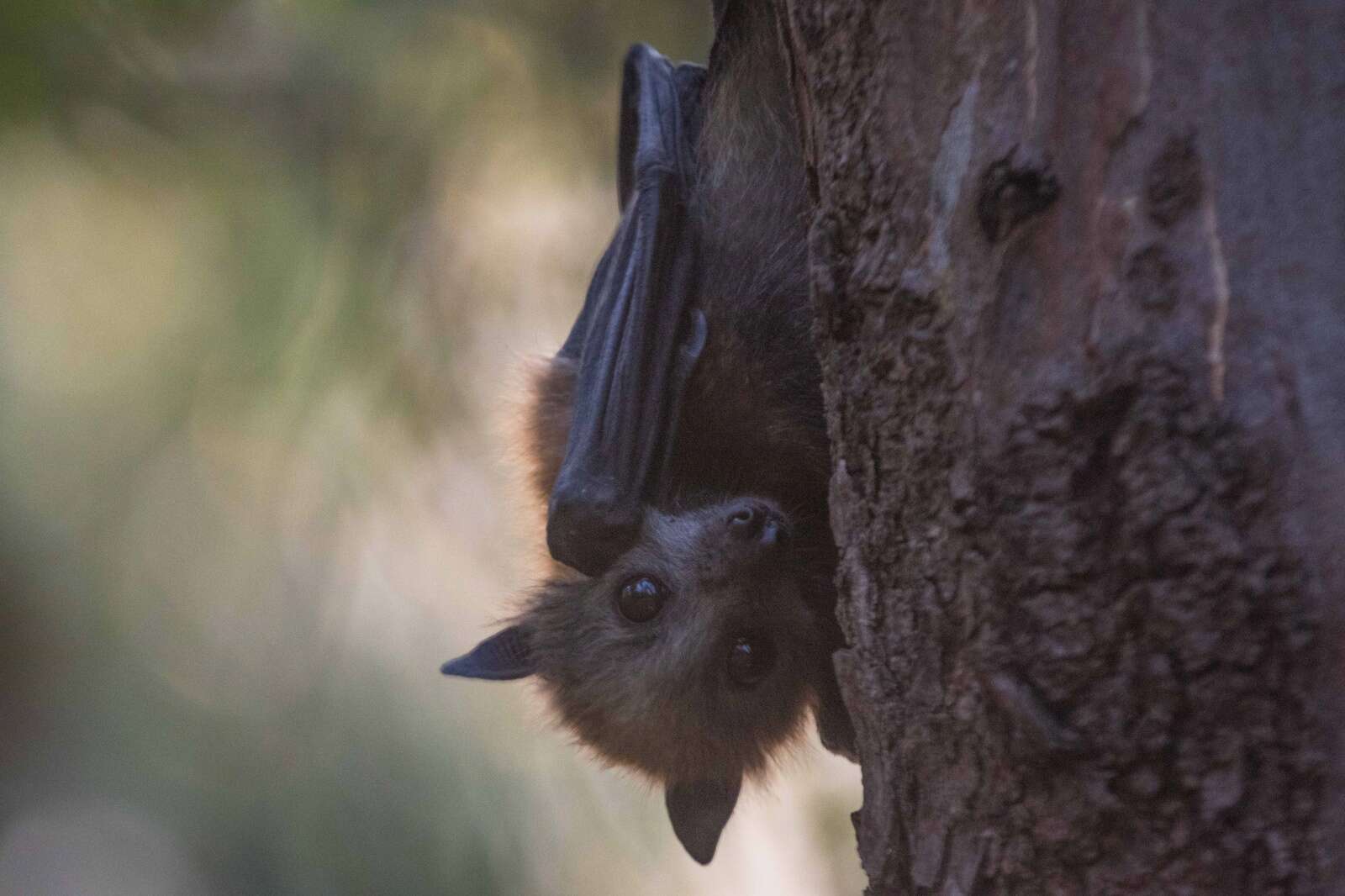 “Losing them would have serious long-term impacts on our local environment.”