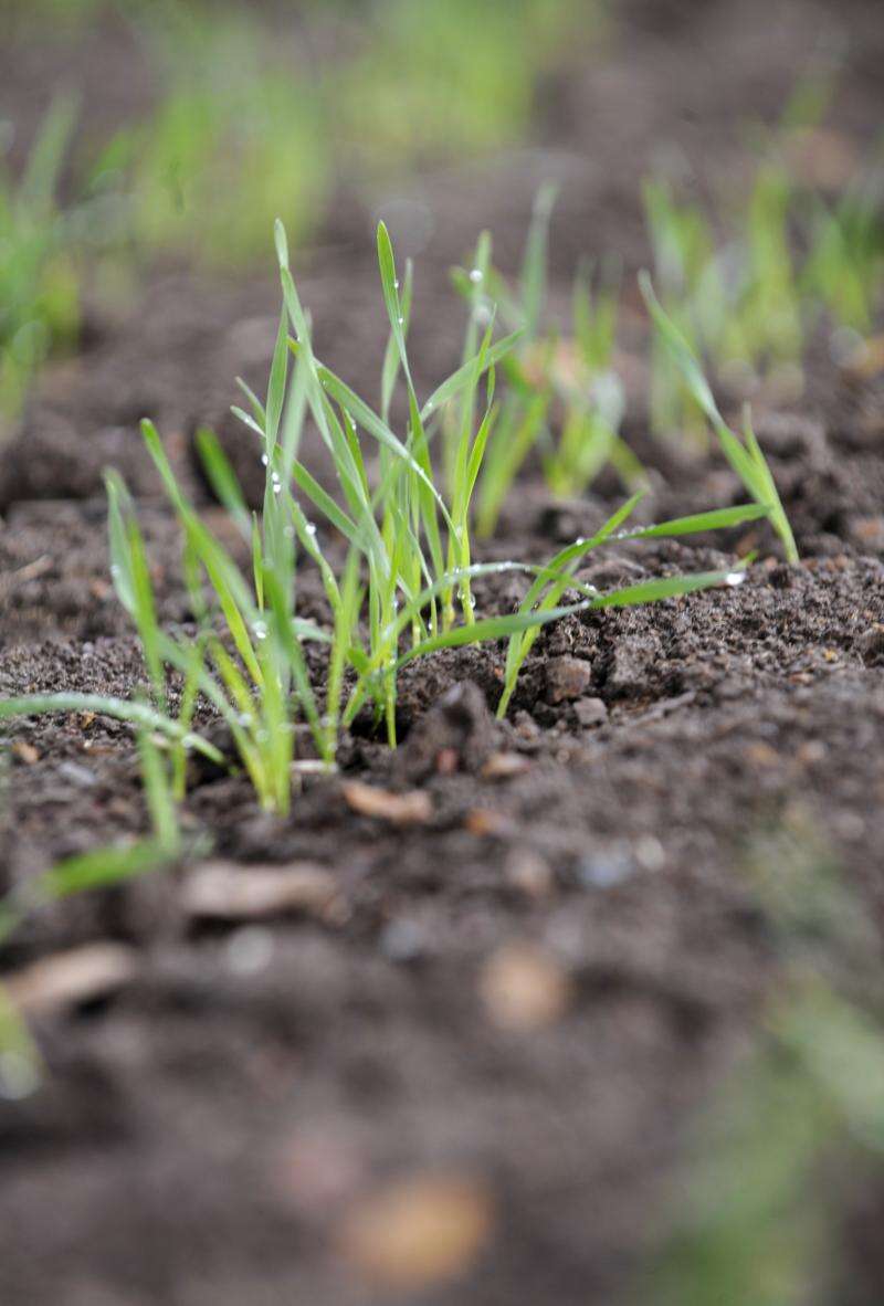 updated-winter-crop-sowing-guide-released-for-nsw-country-news