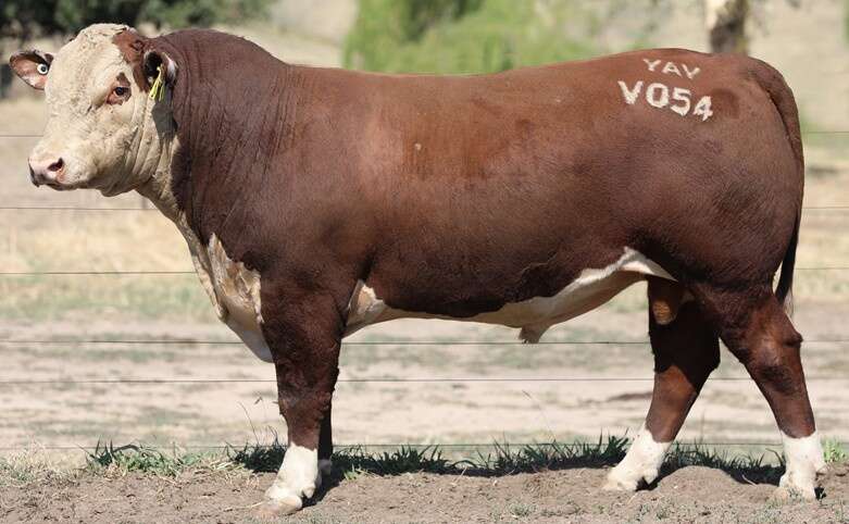 Big Hereford bull offering