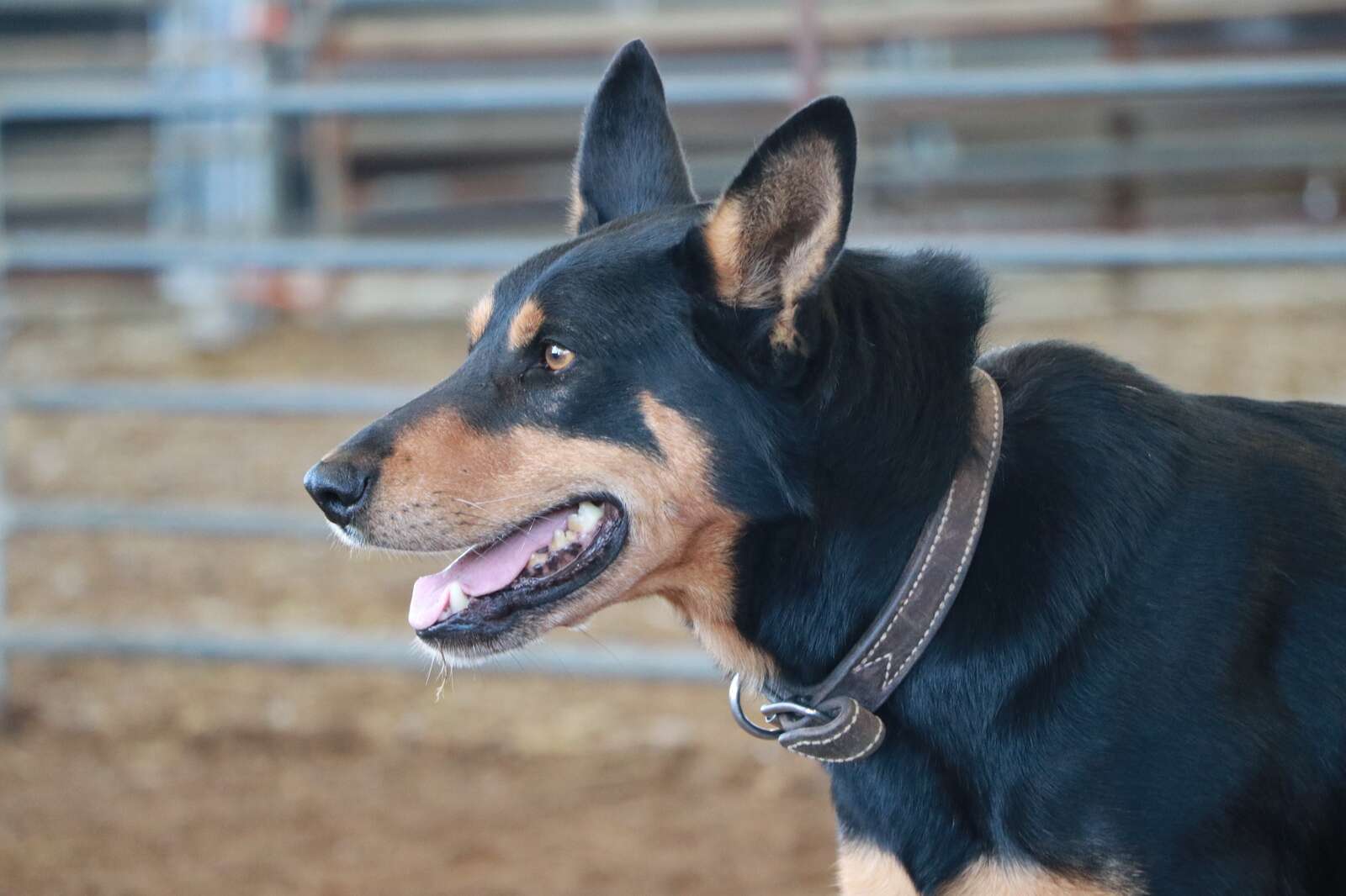 Top dog Oakey a star kelpie