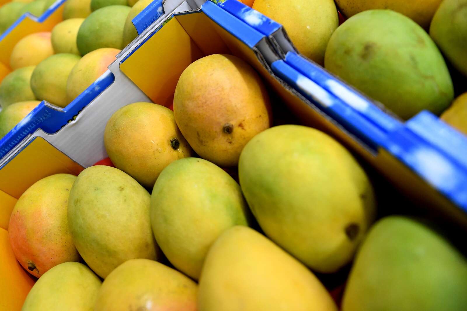 Fruit growers fear new restrictions will kill harvest