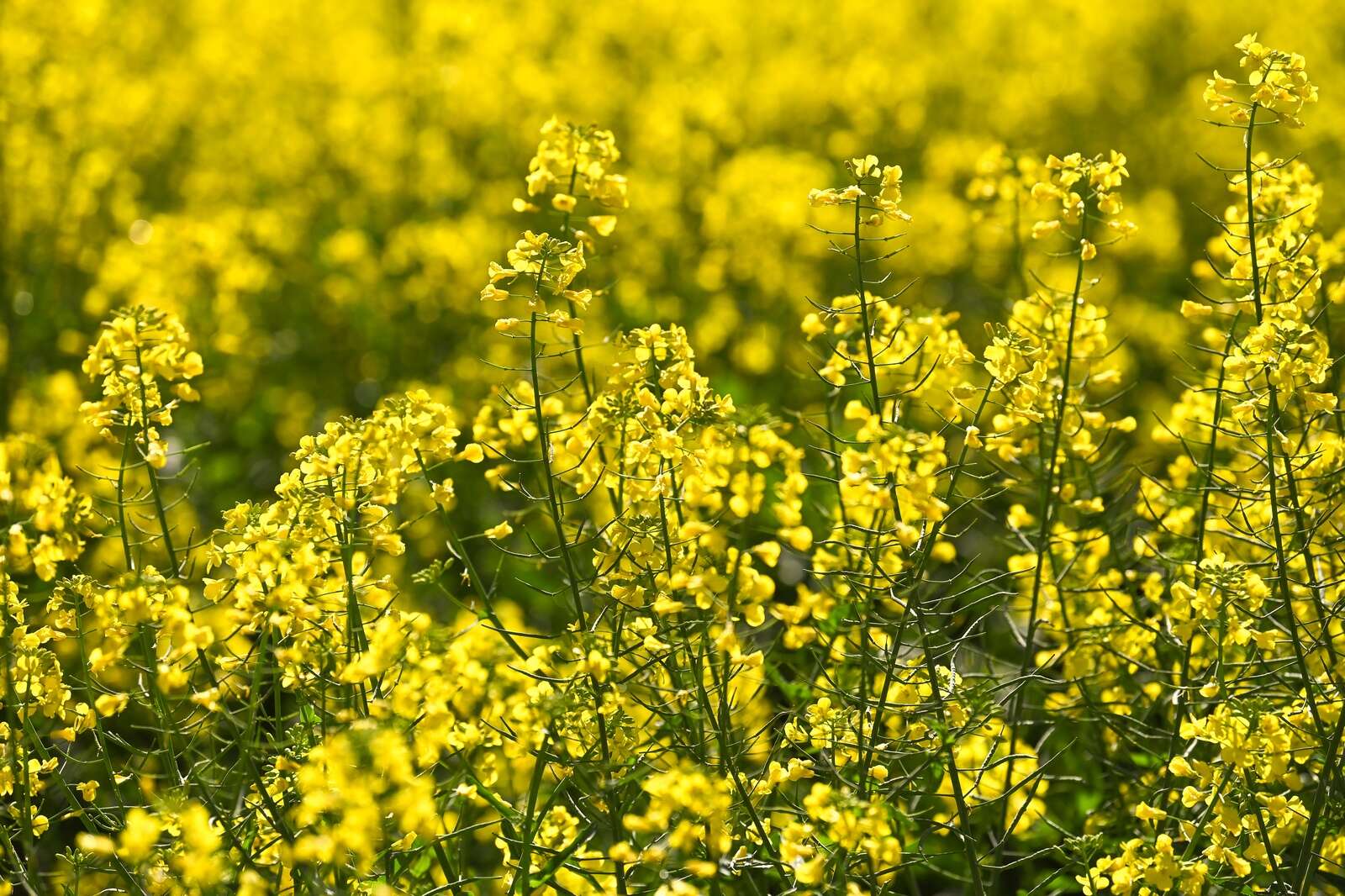 Bumper canola crop forecast | Country News