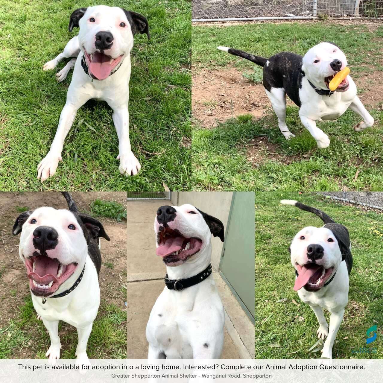 Pet of the week Shepparton News