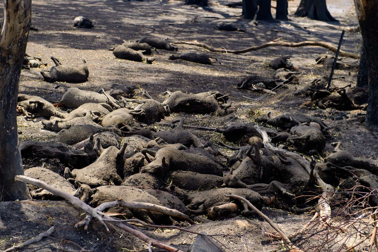 Injured stock confronting farmers