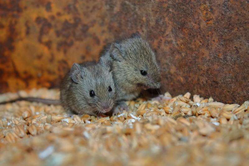 Mice eat in to rice | Deniliquin Pastoral Times