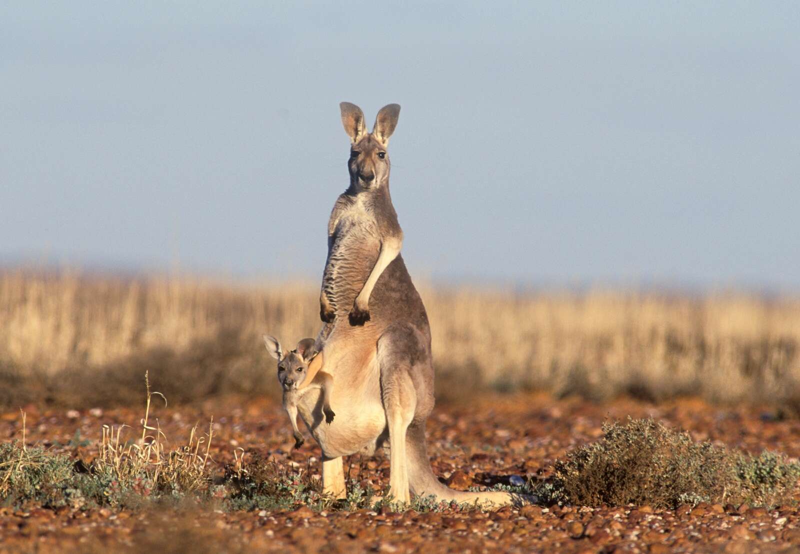 kangaroo-survey-under-way-country-news