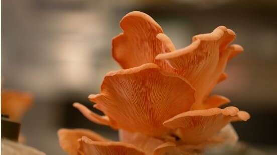 Cotton trash to grow new industry