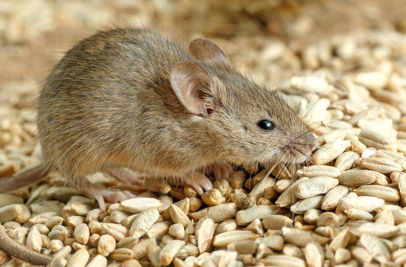 Mice impacting on corn, rice Deniliquin Pastoral Times