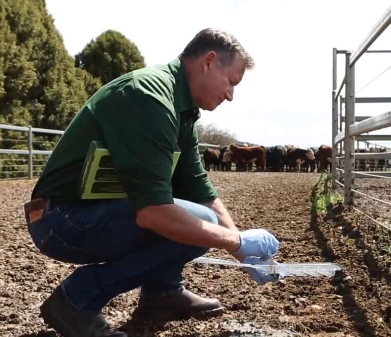 Cattle worm resistance is affecting more farms – how can you protect your clients’ cattle?