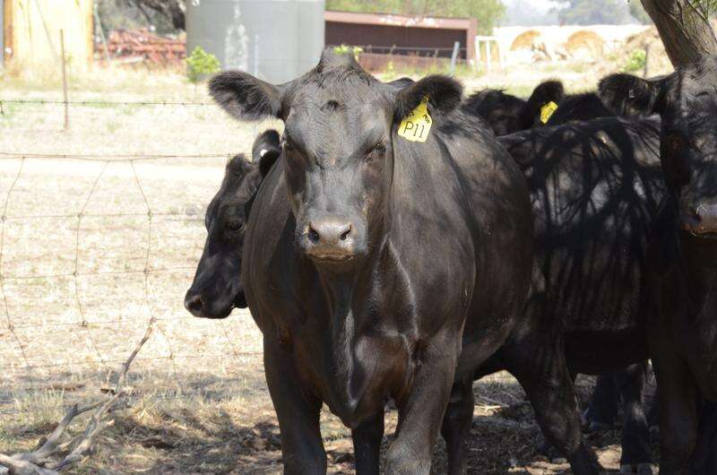 Strong global demand for Aussie beef | Dairy News Australia