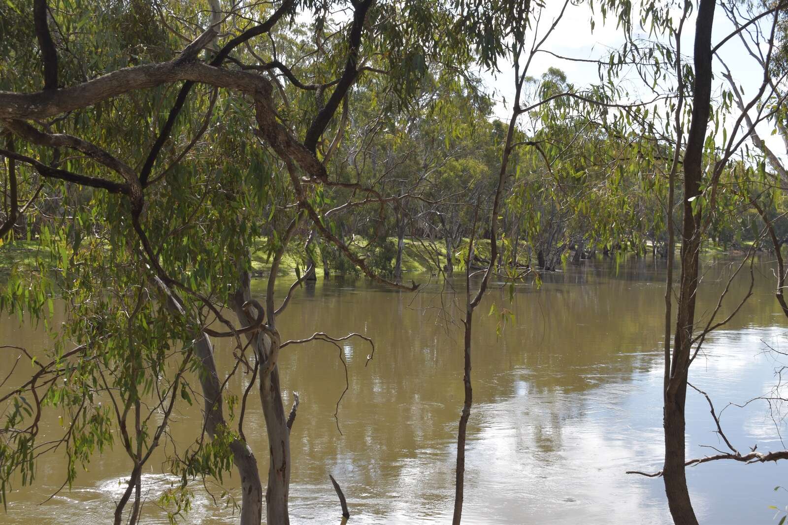 Historic Catfish release Country News